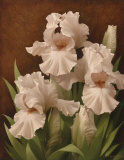Iris Illumination II