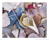 Fallen Rose Petal