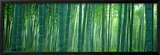 Bamboo Forest  Sagano  Kyoto  Japan