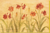 Row of Red Amaryllis