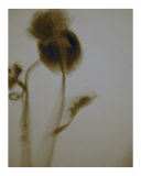 No more Flowers II