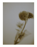 No more Flowers III