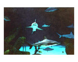 Tranquil Sharks