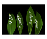 Lilly of the Valley
