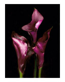 Maroon Calla Lilies