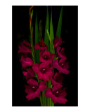 Gladiolas