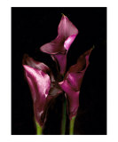 Maroon Calla Lilies