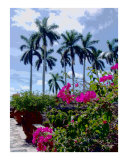 Palms  and Flowers