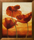 Poppies in Sunlight II