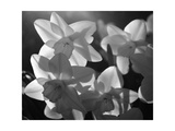 white daffodils in spring Black and white image