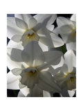 spring daffodils in sunlight