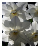 spring daffodils in sunlight