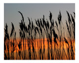 Reeds at Sunset