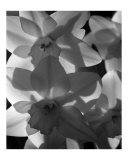 spring daffodils black and white image
