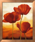 Poppies in Sunlight I