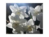 white daffodils in spring sunshine