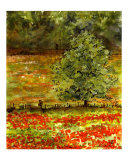 Poppies of Somme - France