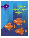School of Fish