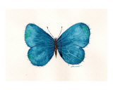 Butterfly 557