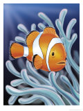 A Clown Fish Swimming by Sea Anemones