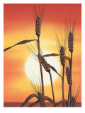 Texture  Sunrise Over Wheat