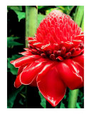 Pick a Flower for Janie