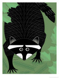 A Raccoon