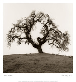 Hillside Oak Tree