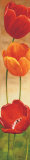 Dolcezza Tulipani