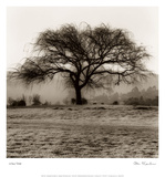 Willow Tree