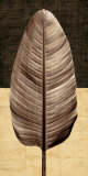 Palm Leaf II
