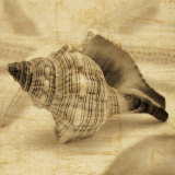 Conch