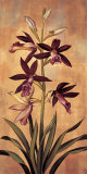 Burgundy Orchid