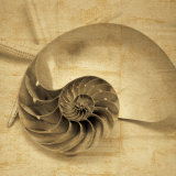 Chambered Nautilus