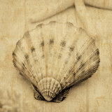 Scallop