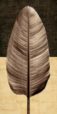 Palm Leaf II