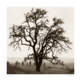 Country Oak Tree