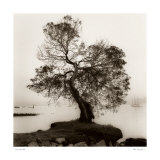 Coast Oak Tree