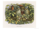 An Elf Fraternises with the Owls