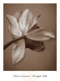 Moonlight Tulip
