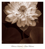 Lotus Welcome