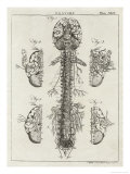 Brain and Spinal Column