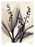 Lily of the Valley
