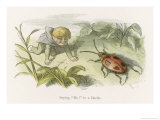 Brave Elf Says "Bo!" to a Beetle