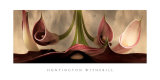 Calla Lilies No 11