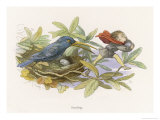 An Elf Steals a Bird's Egg