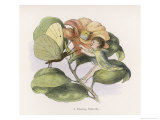 An Elf Encounters a Butterfly