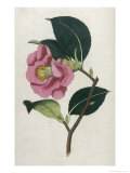 Also Known as Rose Camellia