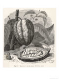 The Fruit of the Cocoa (Or Chocolate) Plant Theobroma Cacao