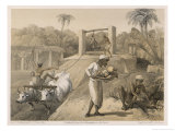 Natives Gardening with the Help of Oxen on a British Station